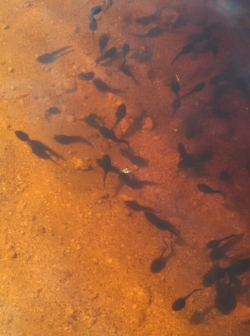 Click to view IMG_20160724_193903.jpg