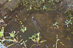 Click to view IMG_9028.JPG