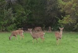 Click to view IMG_1468.JPG