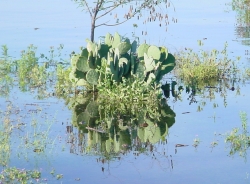 Click to view DSC00005.JPG