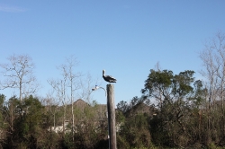 Click to view IMG_0434.JPG