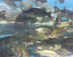 Click to view IMG_9077.JPG