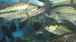 Click to view IMG_9078.JPG