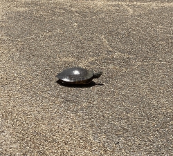 Click to view IMG_0693.JPG