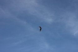 Click to view IMG_6033.JPG