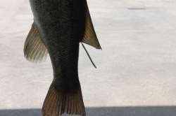 Click to view IMG_7374.JPG