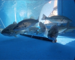 Click to view TankFish.jpg