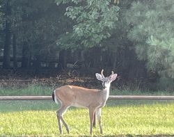 Click to view IMG_9100.JPG