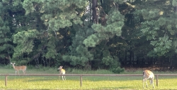 Click to view IMG_9101.JPG