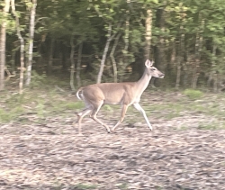 Click to view IMG_8441.JPG