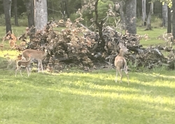 Click to view IMG_8443.JPG